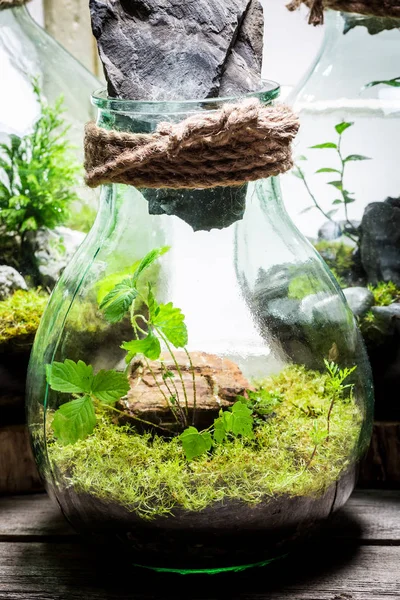 Maravilloso frasco con bosque vivo, salvar la idea de la tierra — Foto de Stock