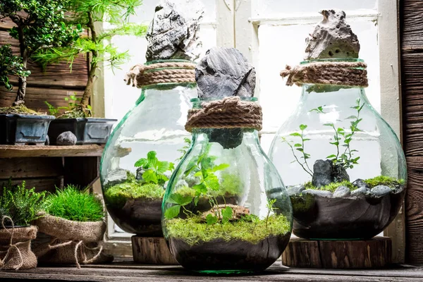 Kleine regenwoud in een pot als nieuw leven concept — Stockfoto