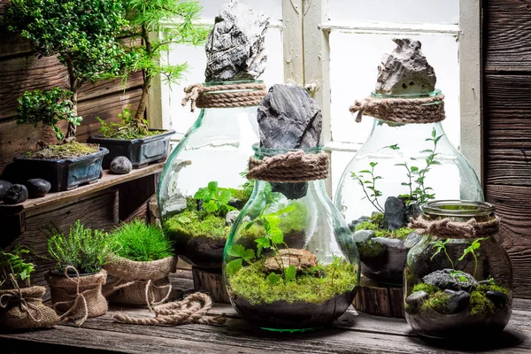 Pot incroyable avec forêt vivante comme nouveau concept de vie — Photo