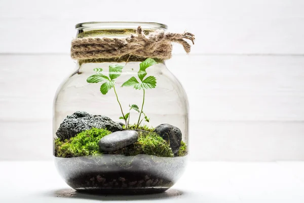 Increíble tarro con pedazo de bosque como nuevo concepto de vida — Foto de Stock