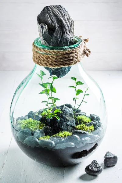 Verbazingwekkende levende planten in een pot, sparen de aarde idee — Stockfoto