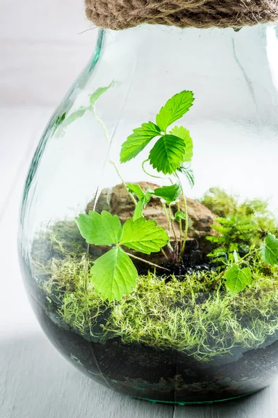 Plantas vivas incríveis em um frasco como novo conceito de vida — Fotografia de Stock