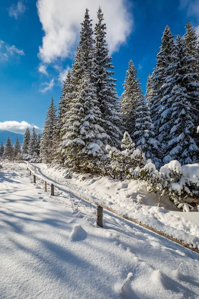 Sentier de montagne enneigé en hiver dans les montagnes Tatras — Photo