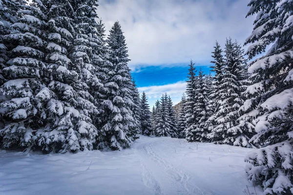 Winter path in a forest in the mountains — Stock Photo, Image