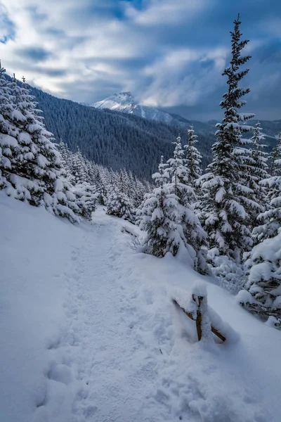 Sentier d'hiver dans les monts Tatras à l'aube, Tatra, Pologne — Photo