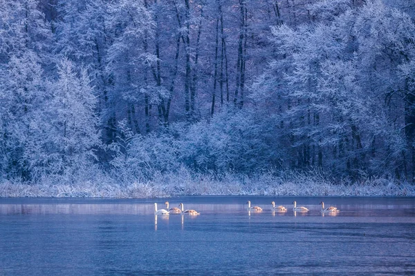 Svanar vid soluppgången på vintern sjö i Polen — Stockfoto