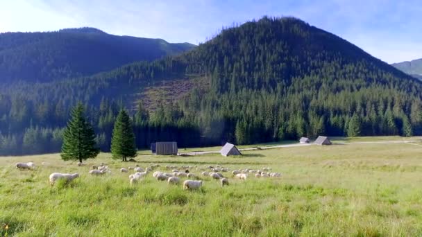 Flock of sheep grazing in the Tatra Mountains at dawn — Stock Video