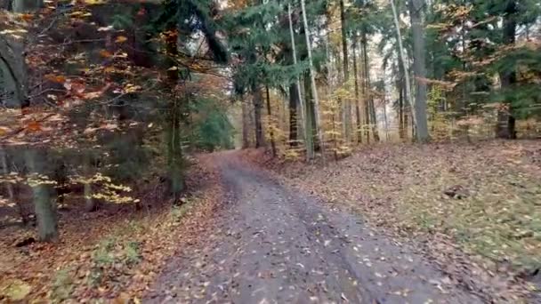 Herfst regenwoud met gouden blaadjes — Stockvideo