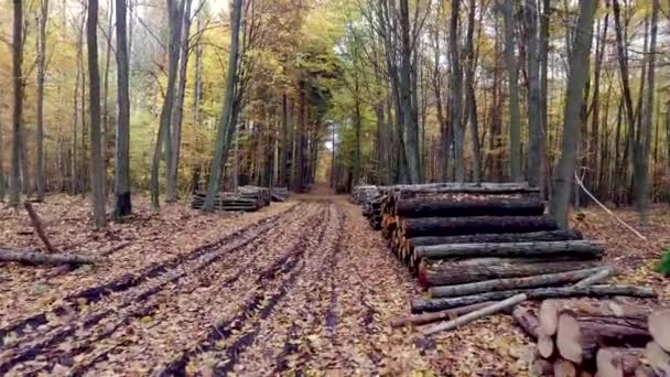 Jesienny las pełen drzew ułożonych w stos — Wideo stockowe