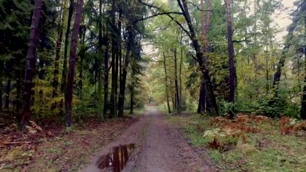 Caminando en medio del bosque lleno de árboles coloridos en otoño — Vídeo de stock