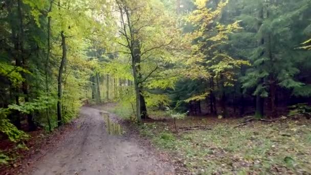 Floresta tropical de outono com folhas douradas na Polônia — Vídeo de Stock