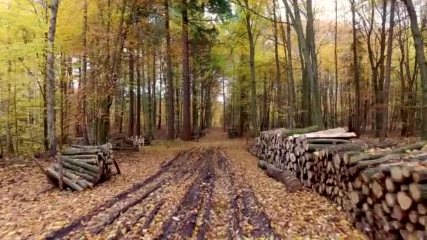 Autumn rainforest with golden leaves in Poland, Europe — Stock Video