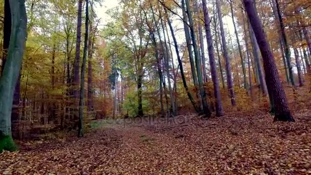 Selva tropical otoñal con hojas doradas, Polonia, Europa — Vídeo de stock