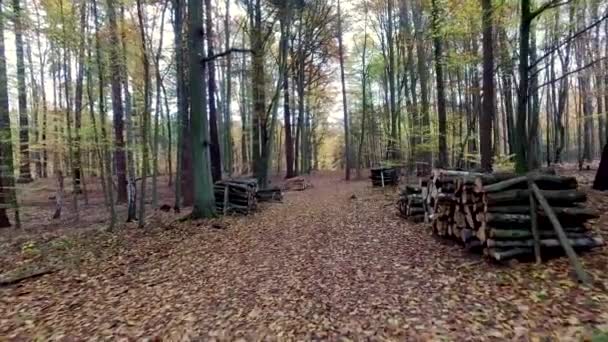 Bosque de otoño lleno de árboles dispuestos en una pila en Polonia, Europa — Vídeos de Stock