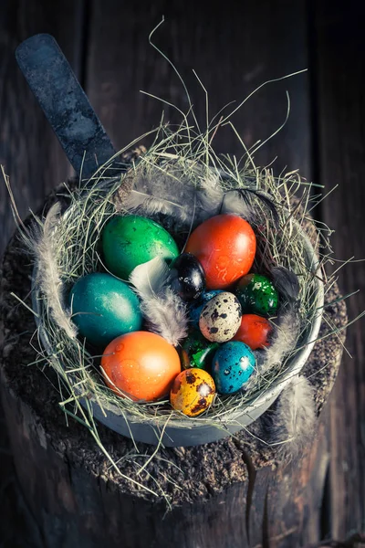 Quail and hen Easter eggs with hay and feathers — Stock Photo, Image