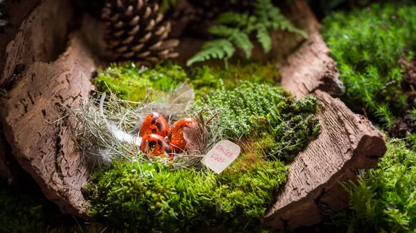 Colourful Easter eggs on bark with moss — Stock Photo, Image