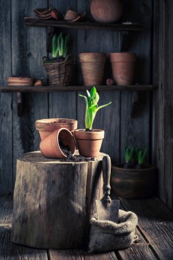 Young green plants in old wooden shed clipart