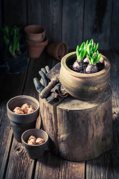 Repotting green plants in the rustic cottage — Stock Photo, Image