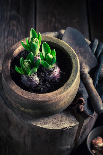 Flores verdes de primavera cultivadas y viejas herramientas de jardinería — Foto de Stock