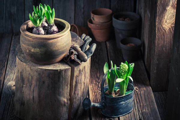 新たに育てられた緑のクロッカスと古い粘土ポット — ストック写真