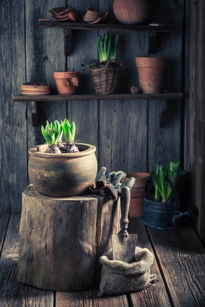 Plantando um croco verde e solo escuro fértil — Fotografia de Stock