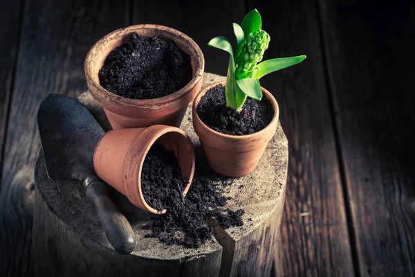 緑のクロッカスと古い粘土の鉢を植え替える — ストック写真