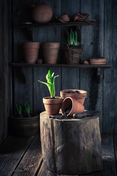 Repotting fiori primaverili in un vecchio laboratorio di legno — Foto Stock