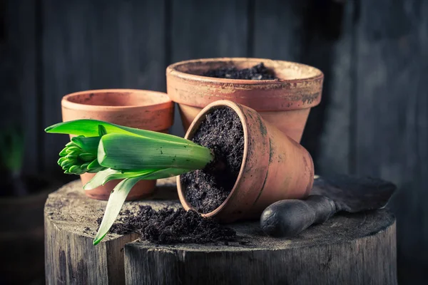 Jonge groene planten en oude klei potten — Stockfoto