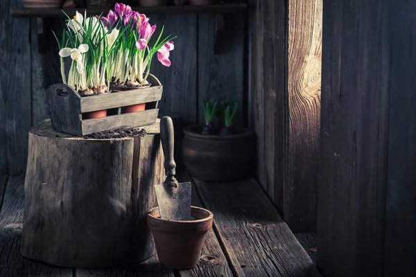 Een vers geteelde kleurrijke hyacint in een oude houten atelier — Stockfoto