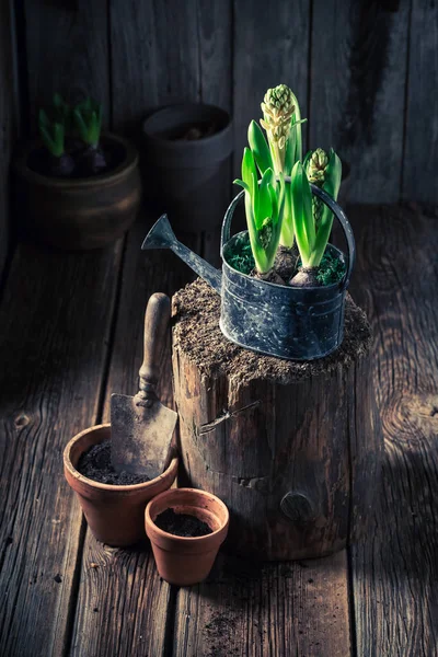 Plantas verdes jóvenes y tierra oscura fértil — Foto de Stock