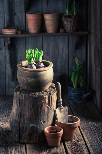 Plantación de plantas verdes en un antiguo taller de madera — Foto de Stock