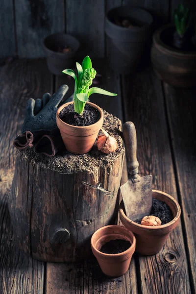 Jóvenes plantas verdes y viejas herramientas de jardinería — Foto de Stock