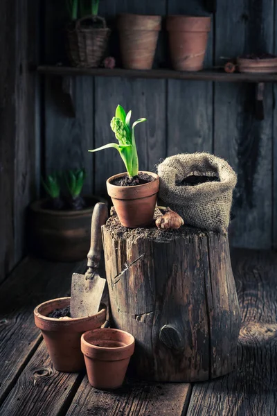 Výsadba jarních květin a staré zahradnické nástroje — Stock fotografie