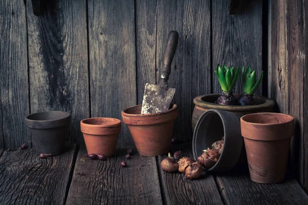 Čerstvě dospělý jarní květiny v stará dřevěná dílna — Stock fotografie