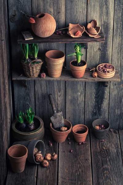 En gammal byggnad med lerkrukor och våren på växter — Stockfoto
