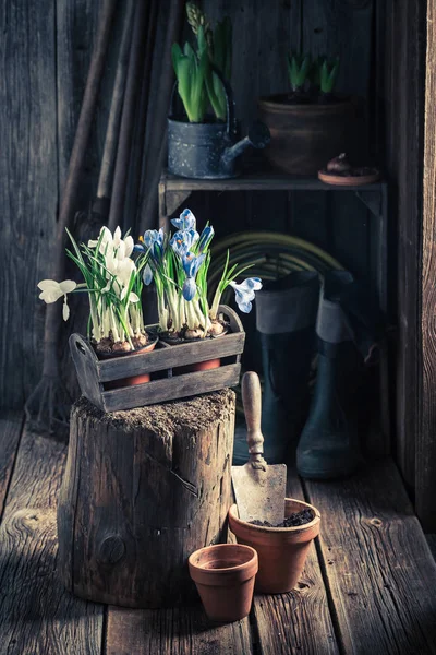 Een blauwe hyacint in de rustieke cottage verpotten — Stockfoto