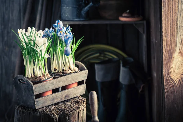 Een kleurrijke hyacinten en oude klei potten verpotten — Stockfoto