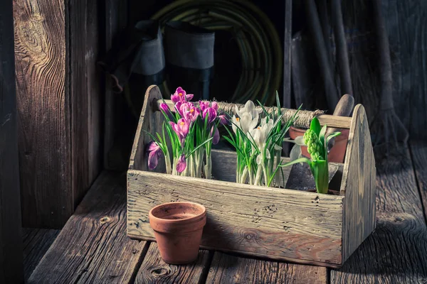 Een jonge kleurrijke hyacint in een oude houten doos — Stockfoto