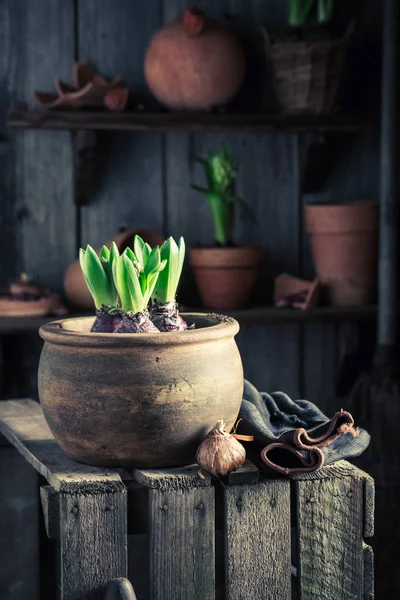 Mladé jarní květiny a starých hliněných nádob — Stock fotografie