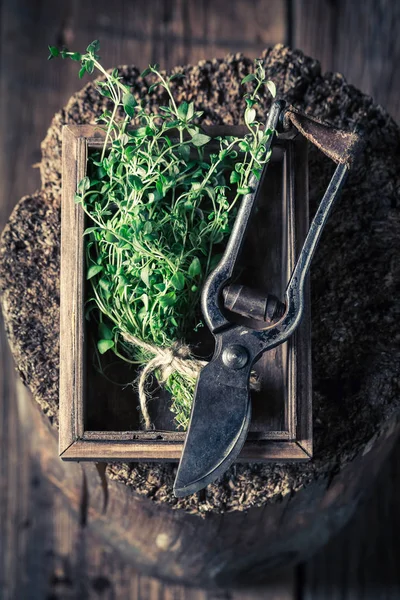 Свежесобранный тимьян из старых садовых обрезков — стоковое фото