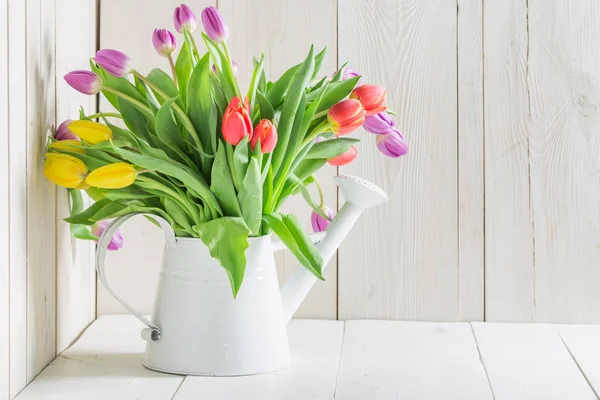 Un tulipán joven y fresco en la regadera — Foto de Stock