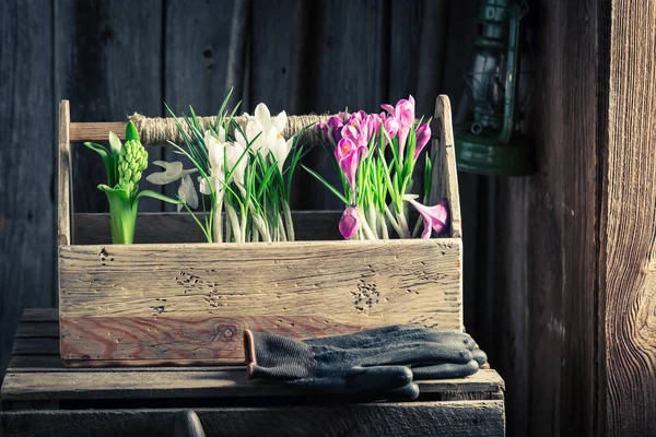 Plantera vårblommor i rustika stugan Stockbild