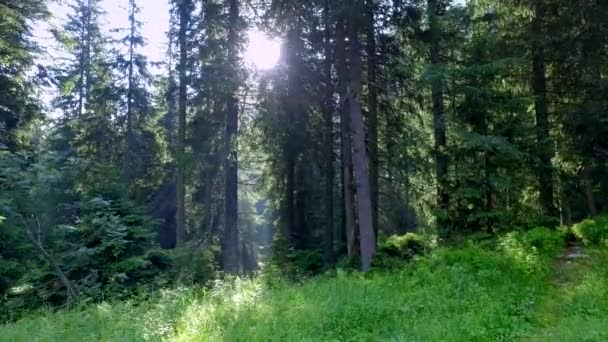 De stralen van de zon in de zomer bos in de Tatra, Polen — Stockvideo