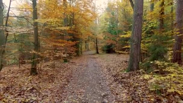 秋、ポーランドのカラフルな木の森の中を歩く — ストック動画