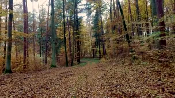 Selva tropical otoñal con hojas doradas, Polonia, Europa — Vídeo de stock