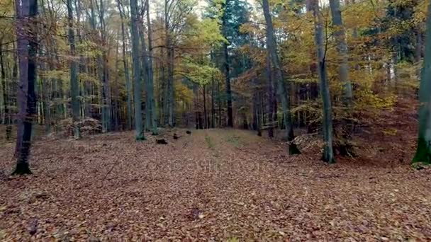 Őszi erdő tele fák rendezett egy boglya-ban Lengyelország, Európa — Stock videók