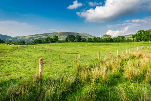 Schöne grüne Wiese mit Zaun im Distrikt See, England — Stockfoto