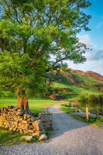 Prachtige zonsondergang in lake met grote boom in Lake District — Stockfoto