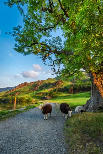 Schafe auf Fußweg in der Seenplatte, England — Stockfoto