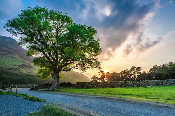 Wonderful field with big tree in District Lake, United Kingdom — Stock Photo, Image